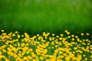 buttercups-g78c969180 640